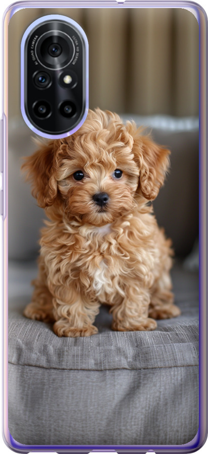 Mini-maltipoo