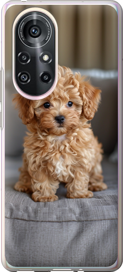 Mini-maltipoo