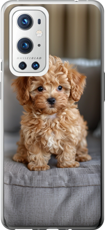 Mini-maltipoo