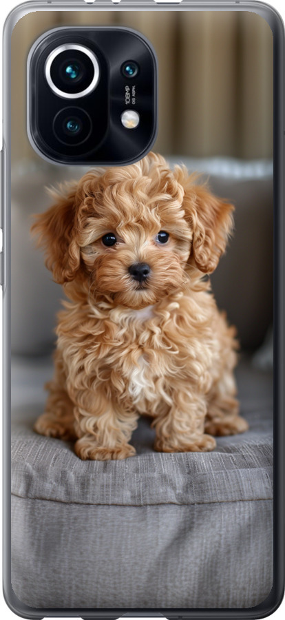 Mini-maltipoo