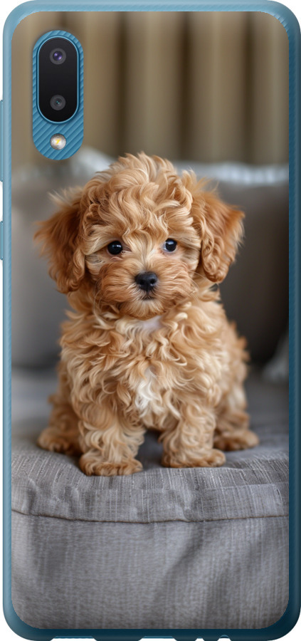 Mini-maltipoo