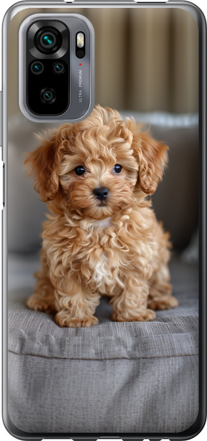 Mini-maltipoo