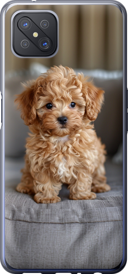Mini-maltipoo