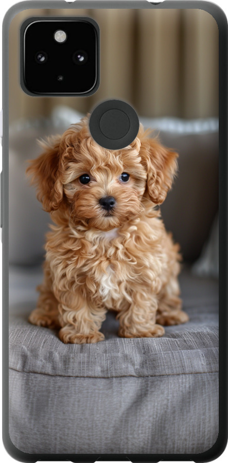 Mini-maltipoo