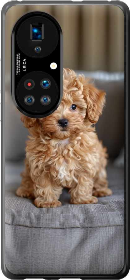 Mini-maltipoo