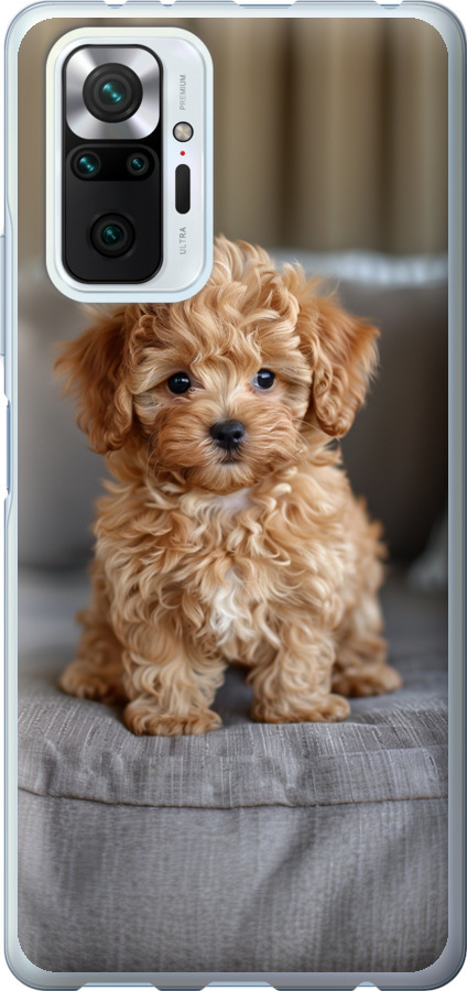 Mini-maltipoo