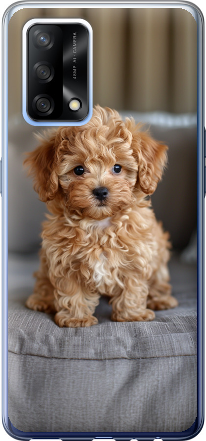 Mini-maltipoo