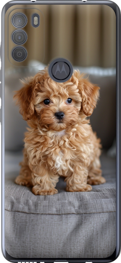 Mini-maltipoo