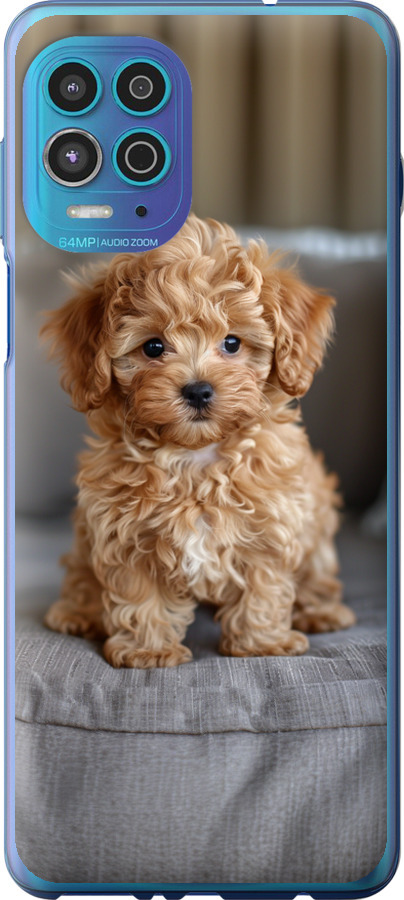 Mini-maltipoo