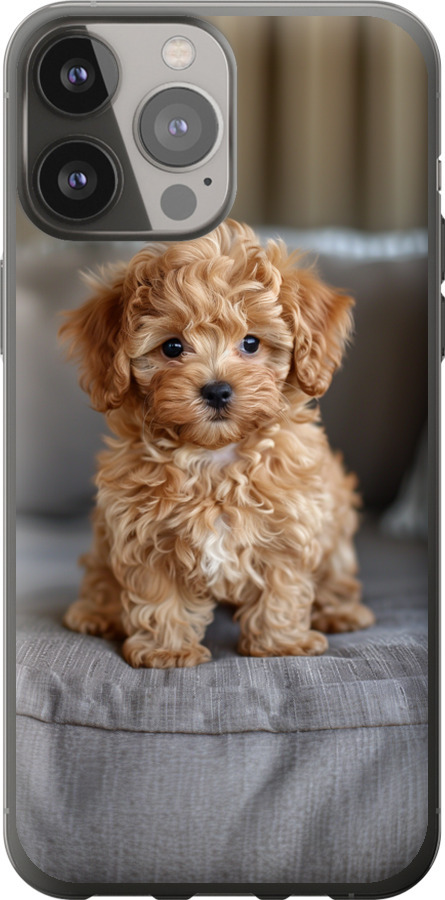 Mini-maltipoo