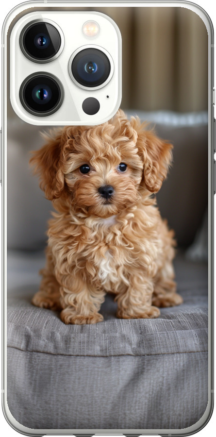 Mini-maltipoo