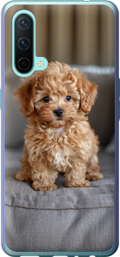 Mini-maltipoo