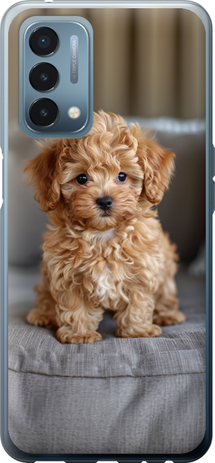 Mini-maltipoo