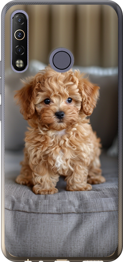 Mini-maltipoo
