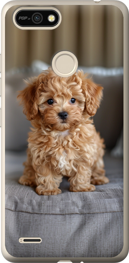Mini-maltipoo