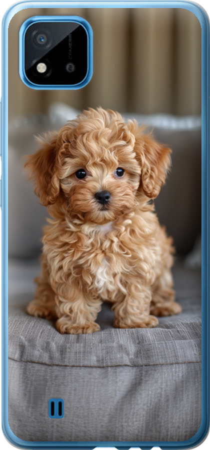 Mini-maltipoo