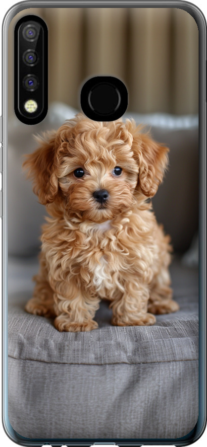 Mini-maltipoo