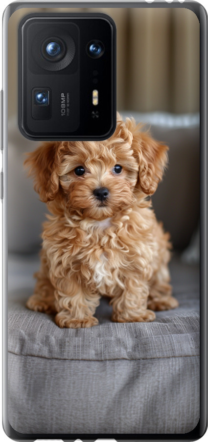 Mini-maltipoo