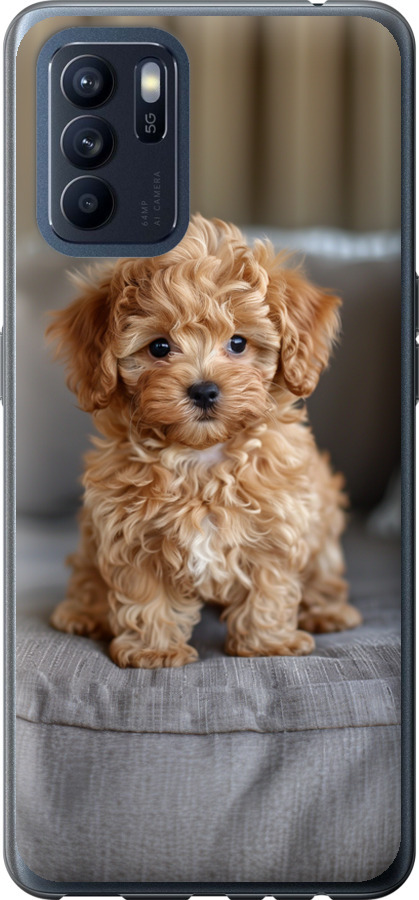 Mini-maltipoo
