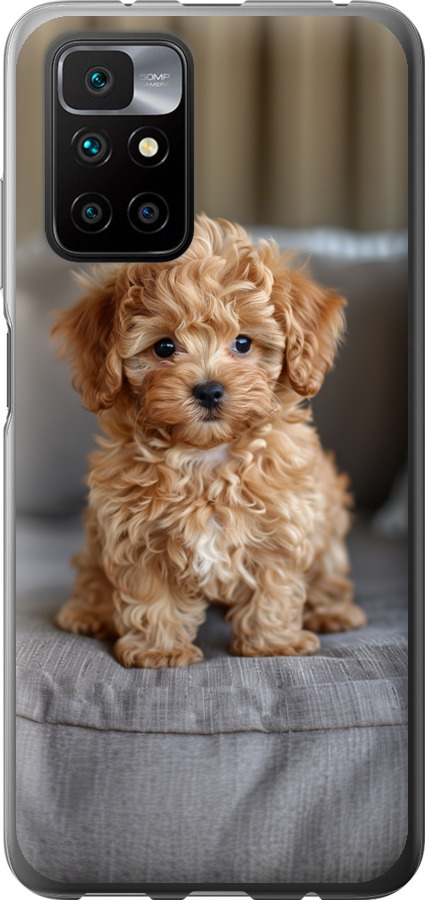 Mini-maltipoo