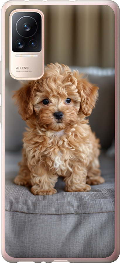 Mini-maltipoo