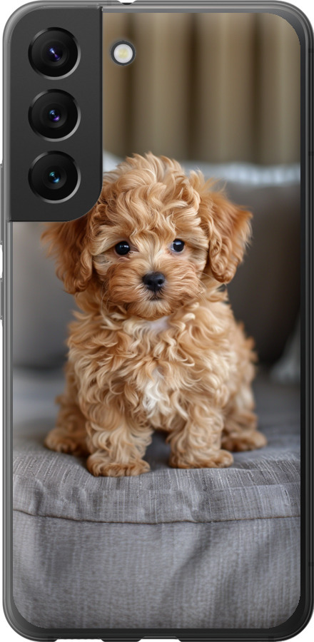 Mini-maltipoo