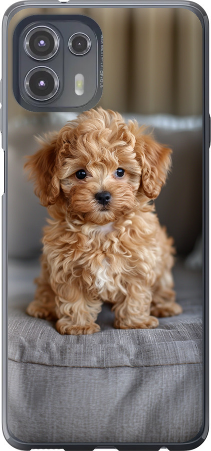 Mini-maltipoo