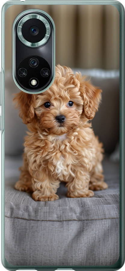 Mini-maltipoo