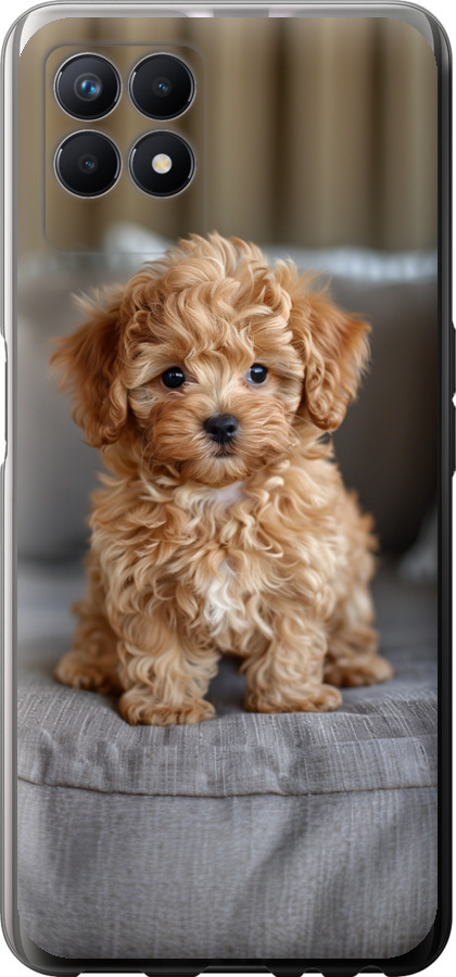Mini-maltipoo