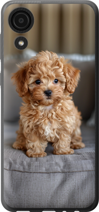 Mini-maltipoo