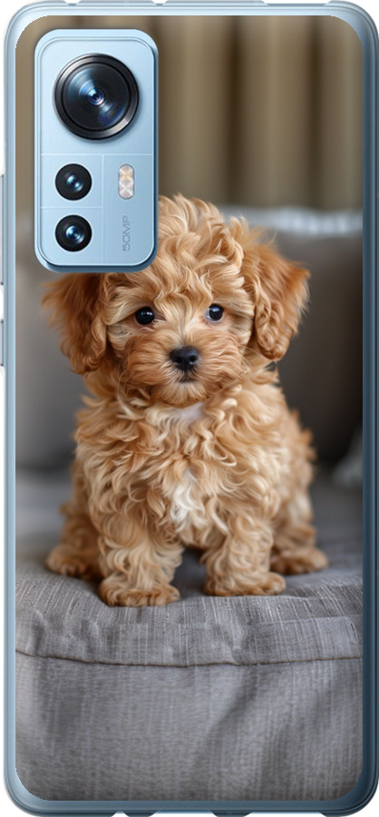 Mini-maltipoo