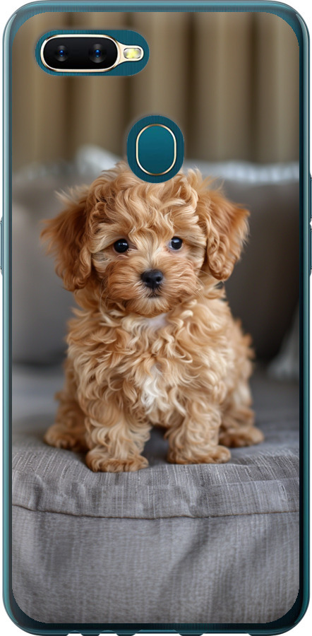 Mini-maltipoo