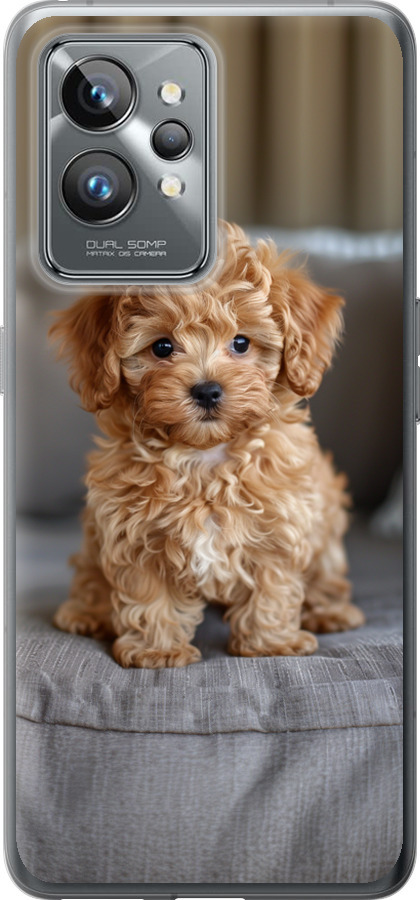 Mini-maltipoo