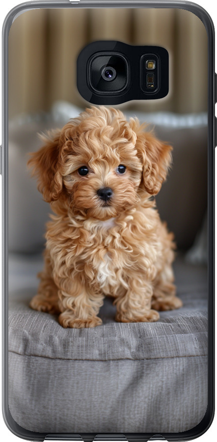 Mini-maltipoo