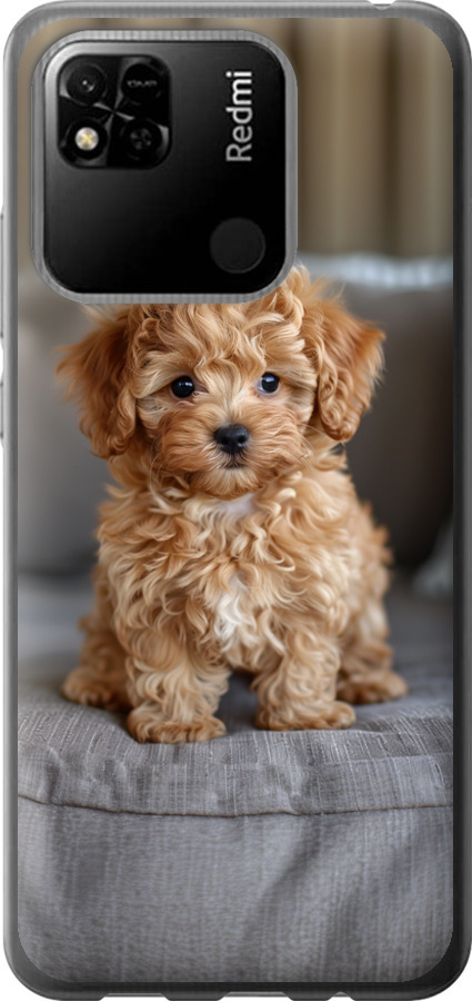 Mini-maltipoo