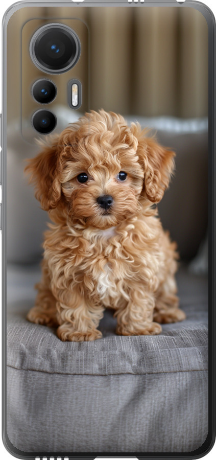 Mini-maltipoo