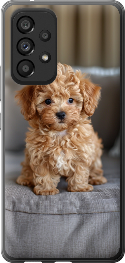 Mini-maltipoo