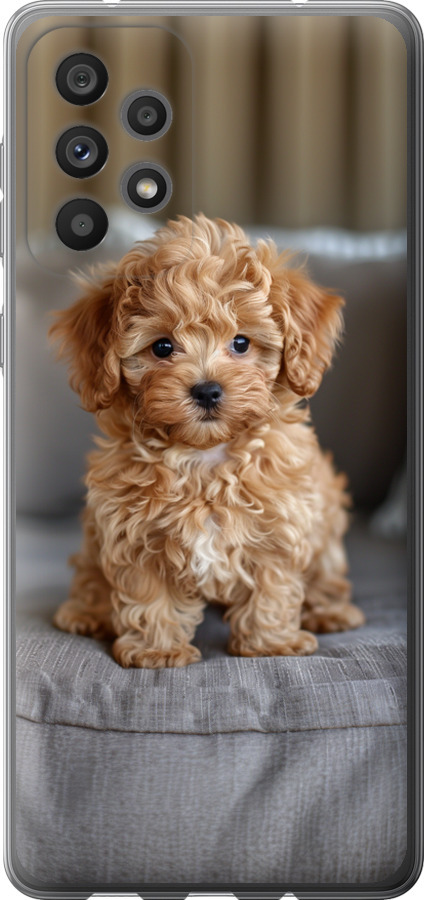Mini-maltipoo