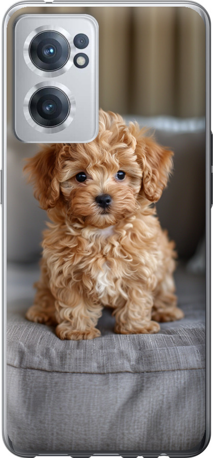 Mini-maltipoo