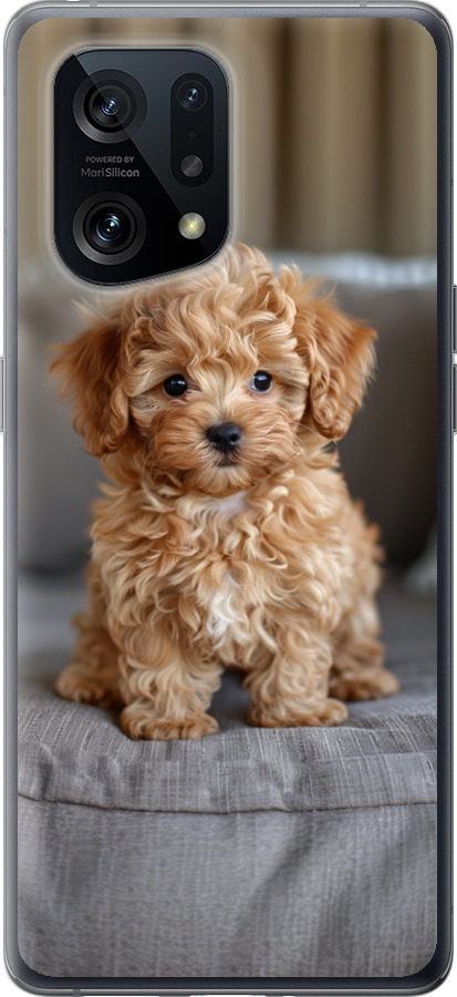 Mini-maltipoo