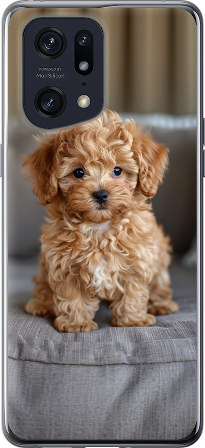 Mini-maltipoo