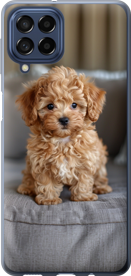 Mini-maltipoo