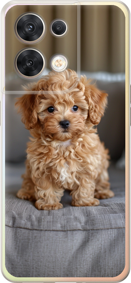 Mini-maltipoo