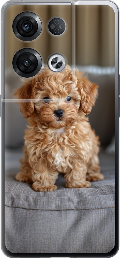 Mini-maltipoo