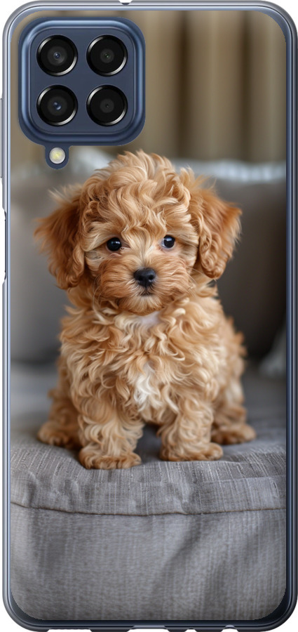 Mini-maltipoo