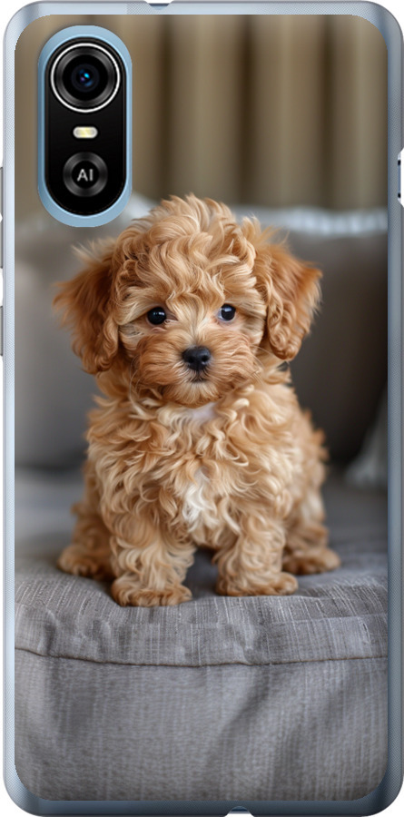 Mini-maltipoo