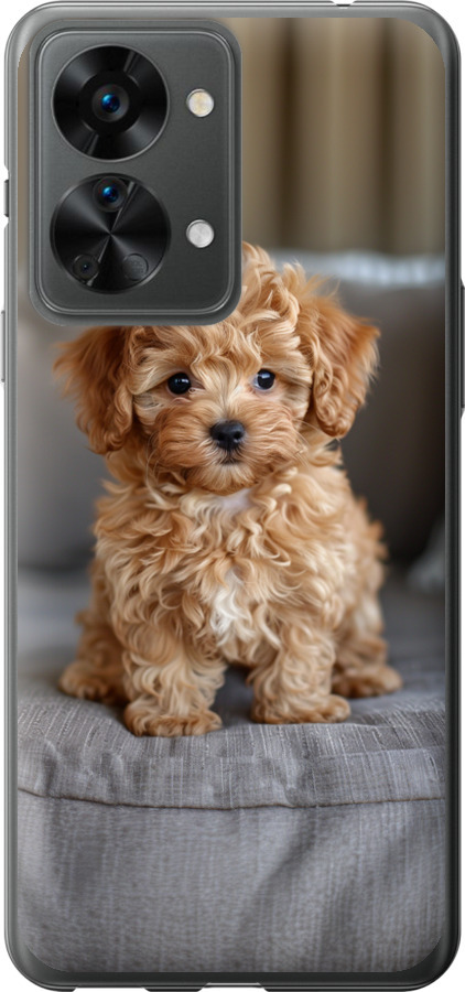 Mini-maltipoo