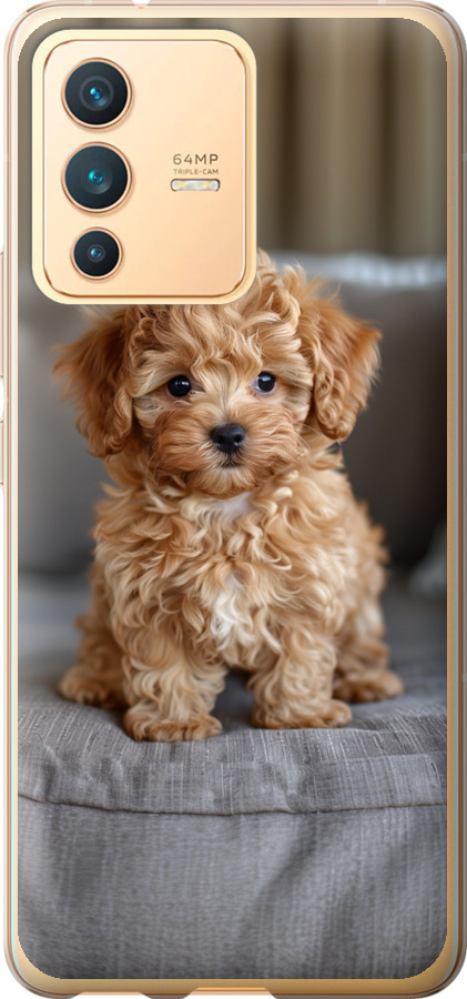 Mini-maltipoo