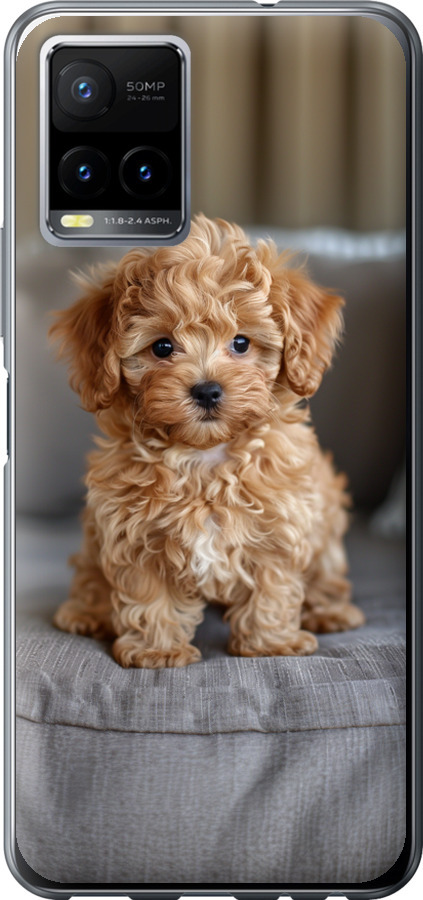 Mini-maltipoo