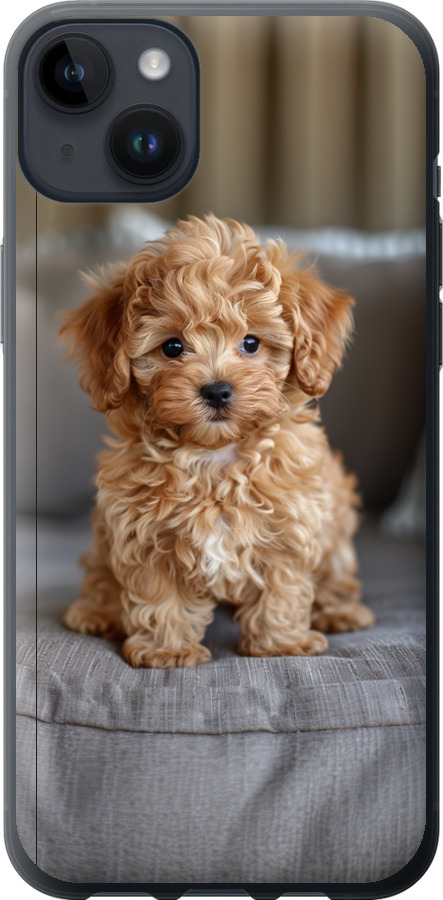 Mini-maltipoo